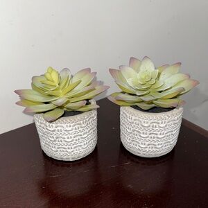 Decorative Succulent Planters - Cream and Green